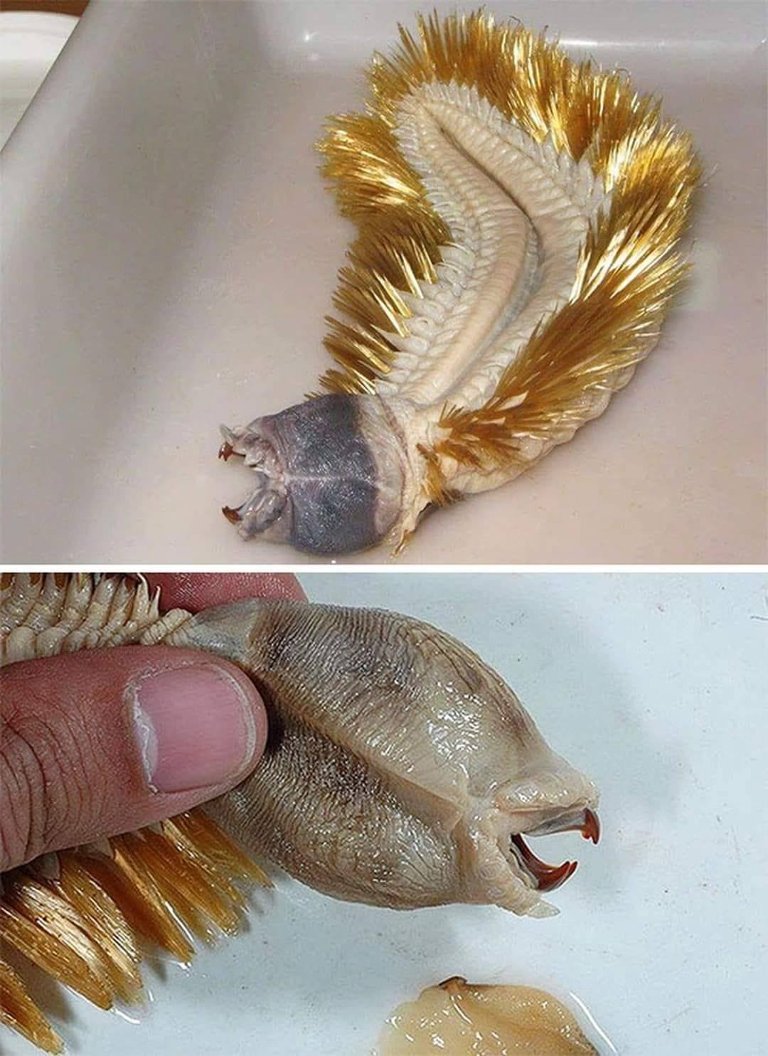 Terrifying Antarctic Worm With Teeth And Golden Bristles Goes Viral