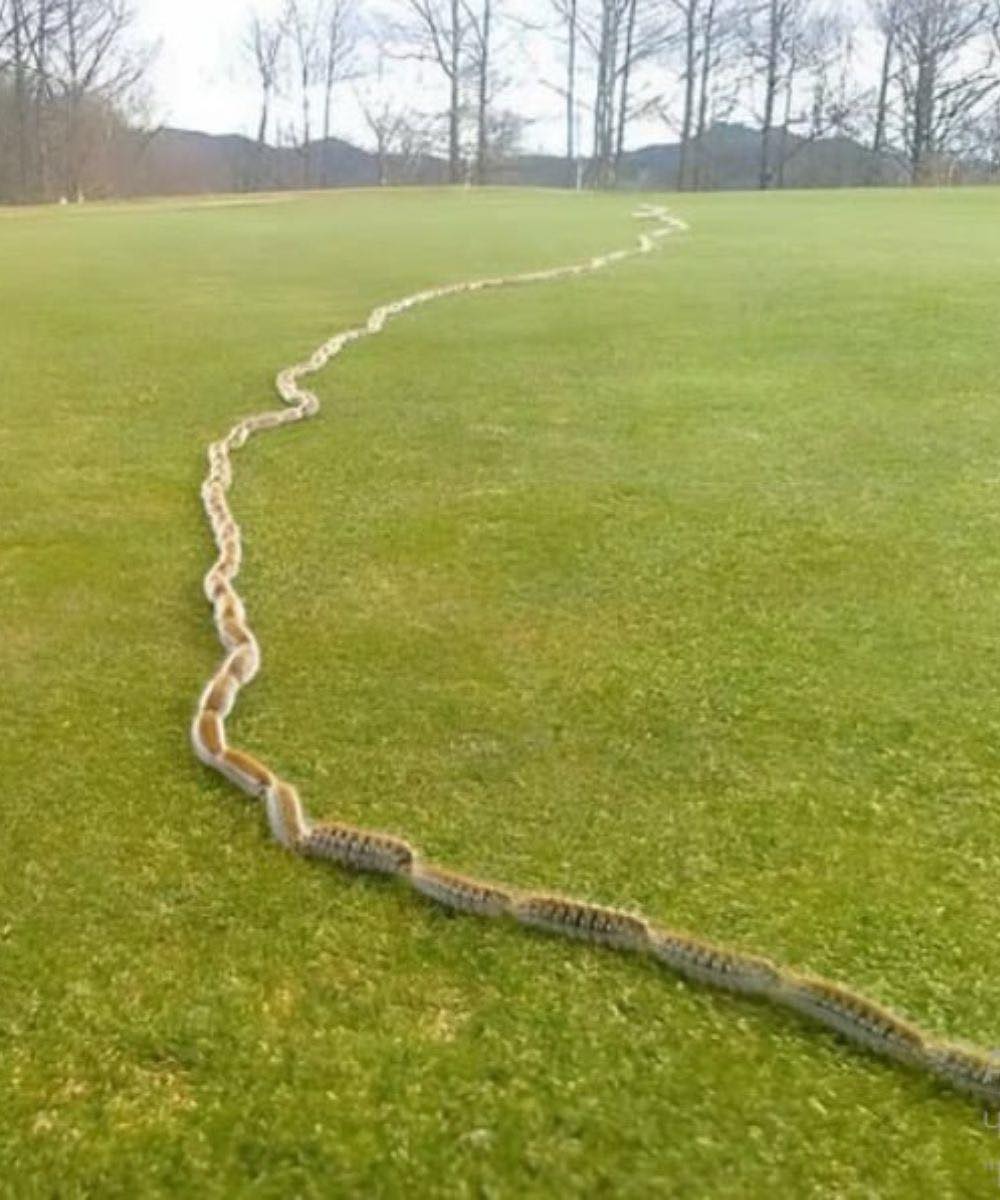 I saw something strange in the grass and thought it was just a rope – but when I looked closer, I screamed in horror!