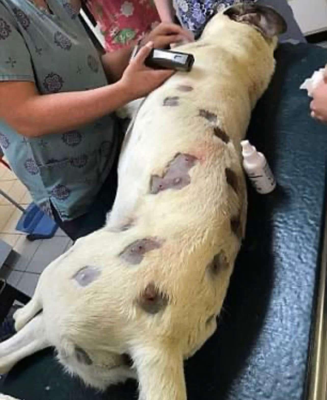 Her pet dog was covered in marks she thought were insects. But after taking him to the vet she could not believe what was really attached to her dog! Scary!Here’s What It Was Check the comments⬇️⬇️