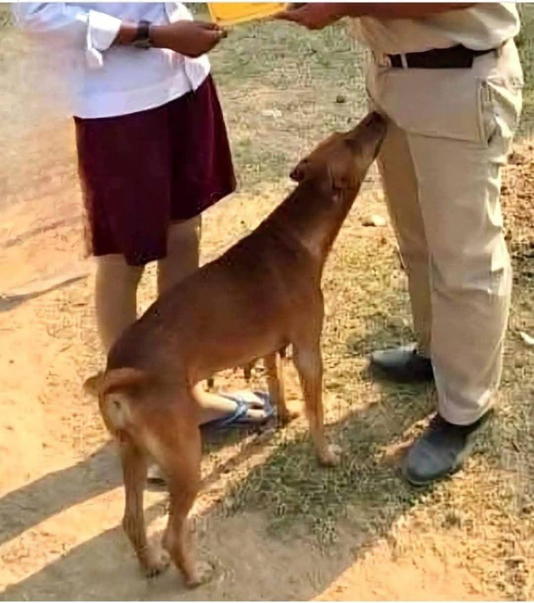 If your dog is sniffing your crotch, here’s what it means