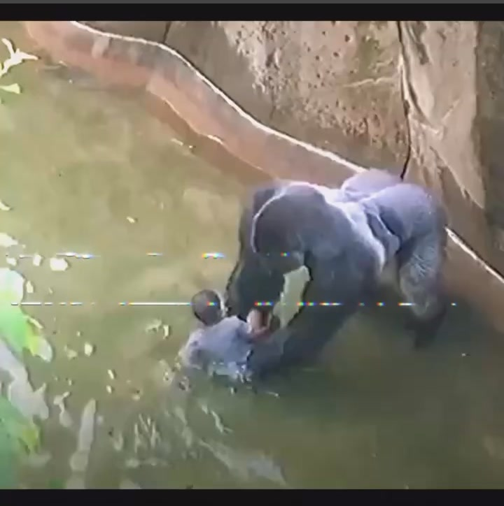 Experts Weigh In On Harambe’s Last Moments