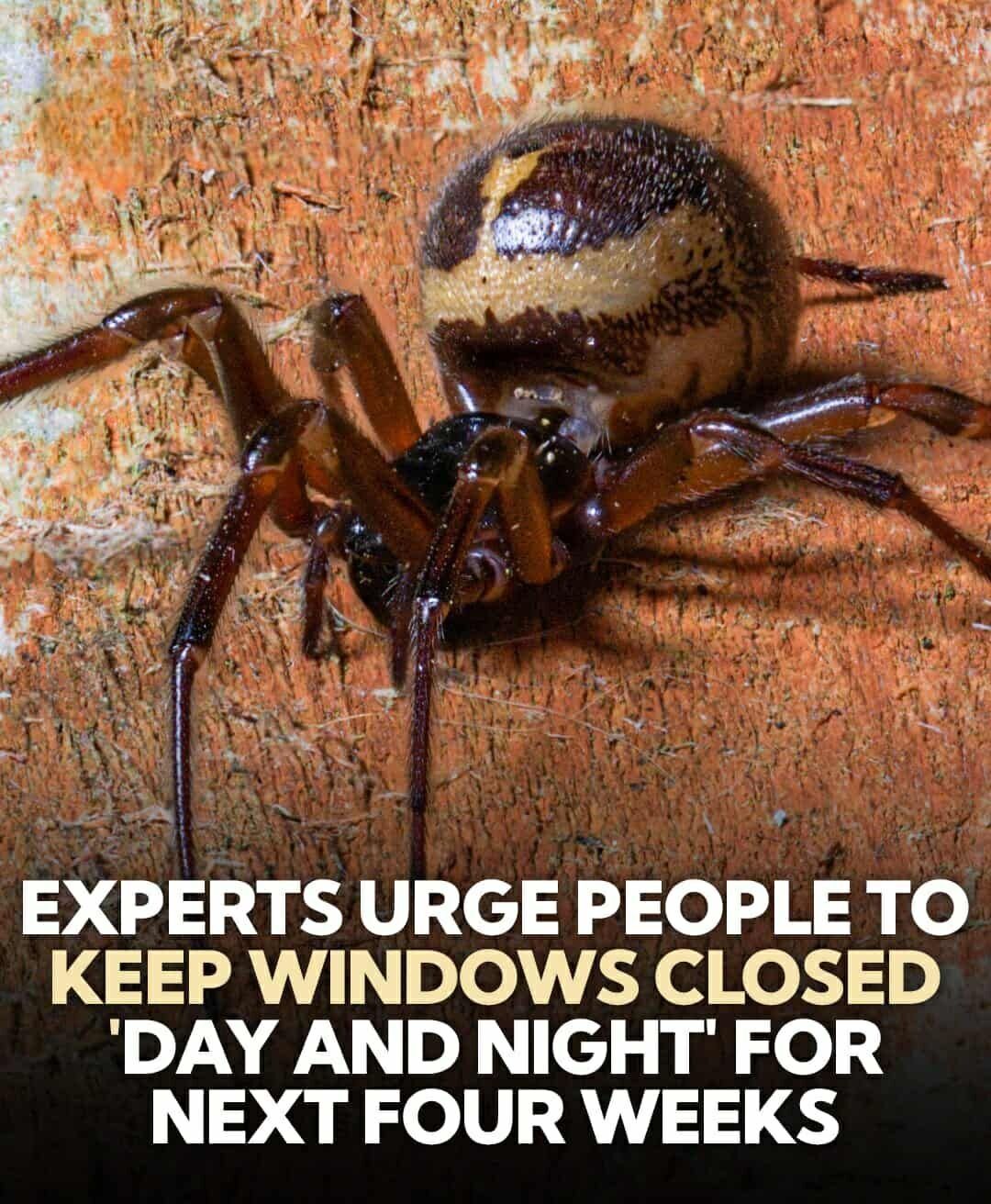 Urgent Warning! Keep Windows Shut to Stop the Most Venomous Spider from Entering Homes