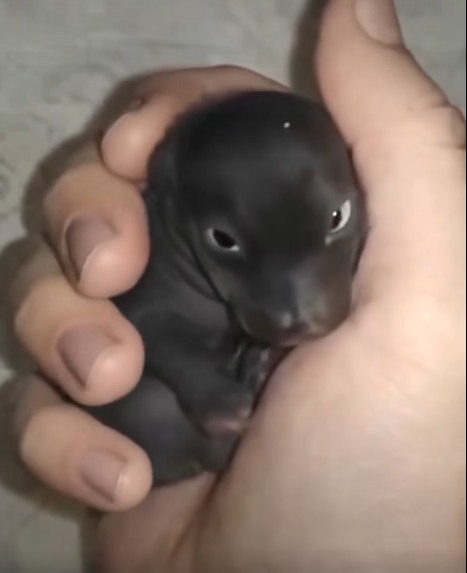 I thought I’d found an abandoned puppy—but it wasn’t a puppy at all. A year later, I was shocked by what it had grown into… Details in the first comment under the video