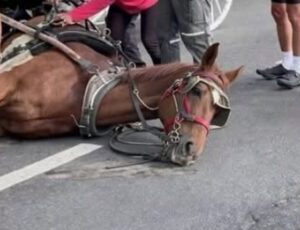 They Thought the Horse Needed Help, But What They Found Was Unexpected