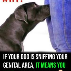 If your dog is sniffing your genital area, it means you have…