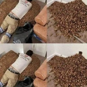 When a Strange Smell Reveals the Unexpected: A Homeowner’s Unsettling Discovery and Lessons for Everyone