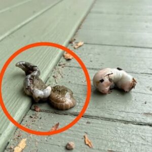 What I Found on My Balcony Froze Me in Terror—Until I Learned What It Really Was