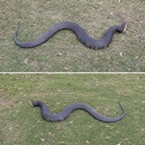 An Unexpected Encounter With a Copperhead Changes a Day in the Woods