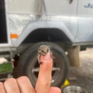 Campers Find A Mystery Baby The Size Of A Fingernail Struggling In The Dirt