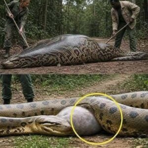 Park rangers sliced open the anaconda’s belly and…See more